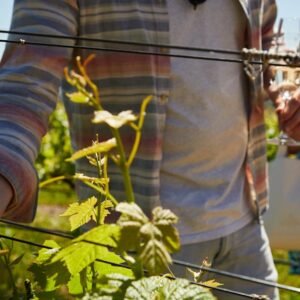 Experiencia de Cata de Vinos del Priorat